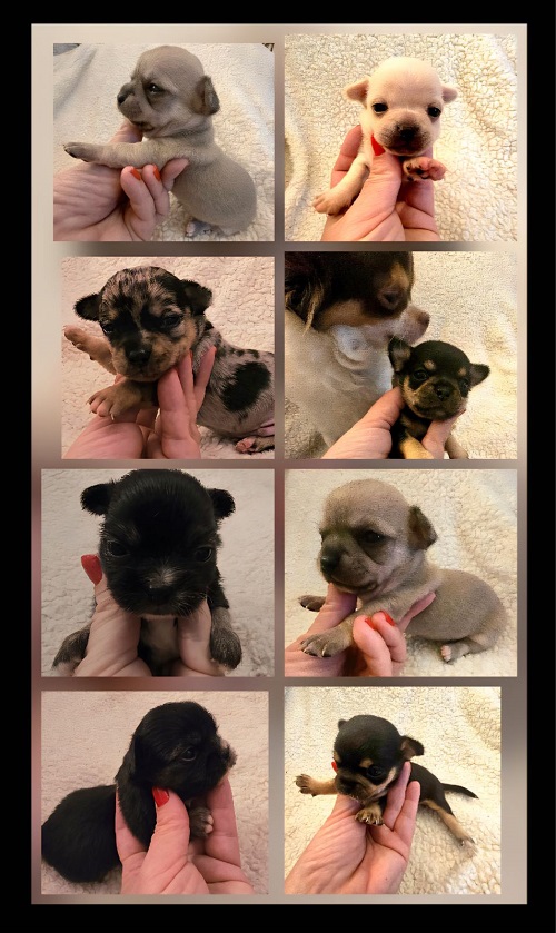 Extra mini CHIHUAHUA