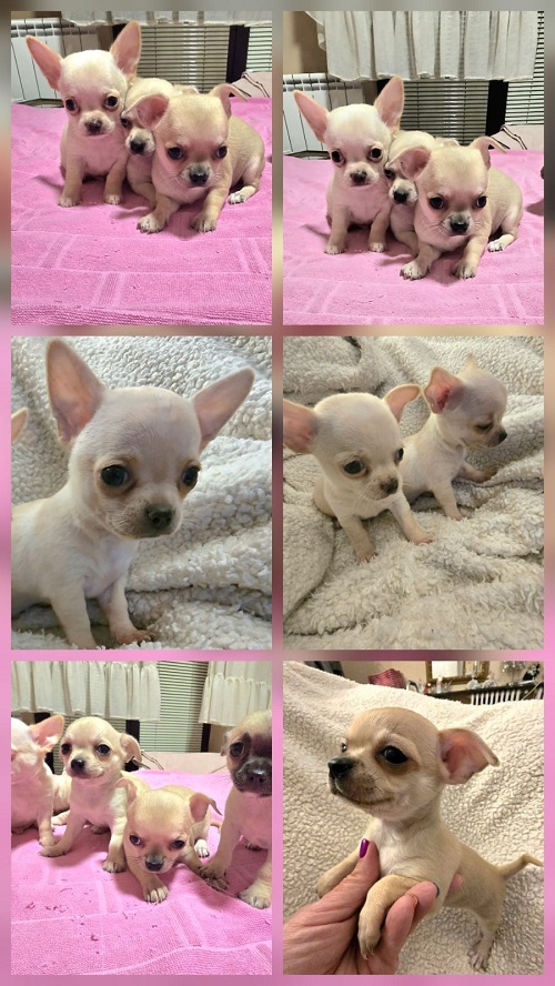 EXTRA mini chihuahua puppies