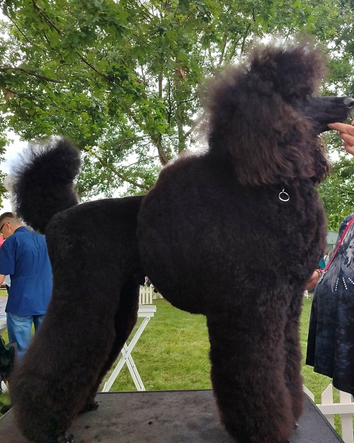 Top litter of LARGE POODLES