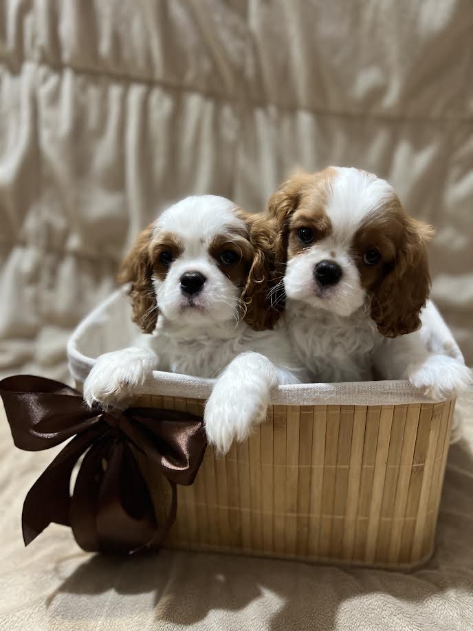 King Charles Cavalier Spaniel