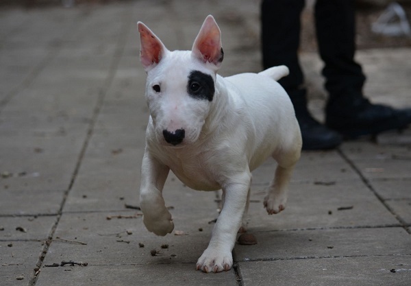 Mini bull terrier