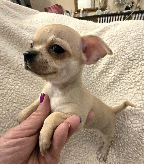 EXTRA mini chihuahua puppies