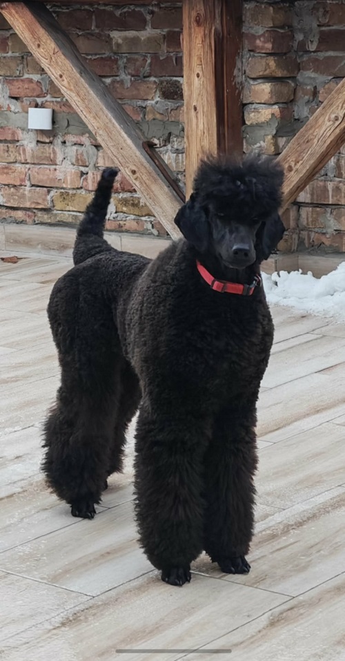 Top litter of LARGE POODLES