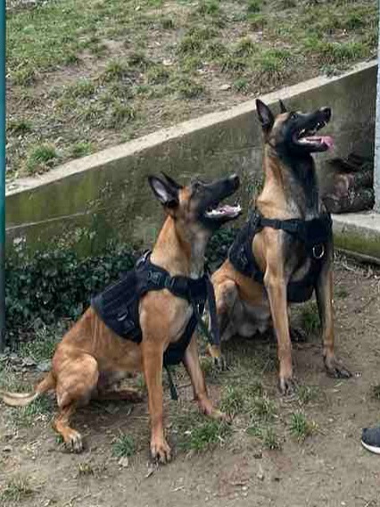Belgian Malinois