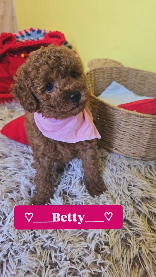 Adorable RED TOY POODLE puppies