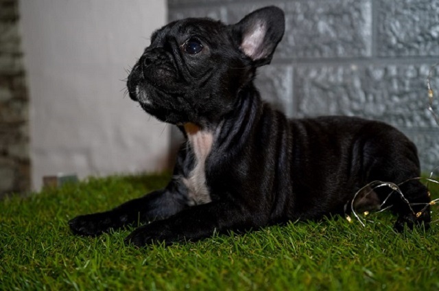 French bulldog