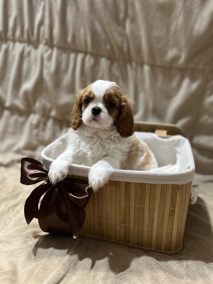 King Charles Cavalier Spaniel