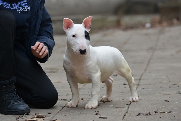 Mini bull terrier