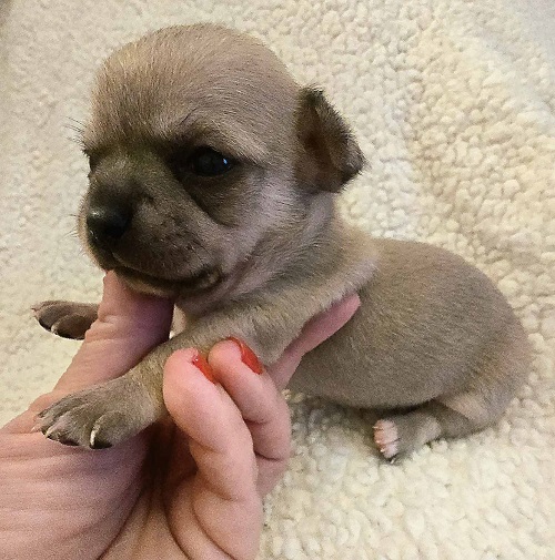 Extra mini CHIHUAHUA