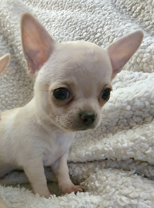 EXTRA mini chihuahua puppies