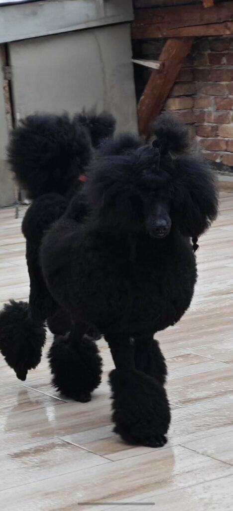 Top litter of LARGE POODLES