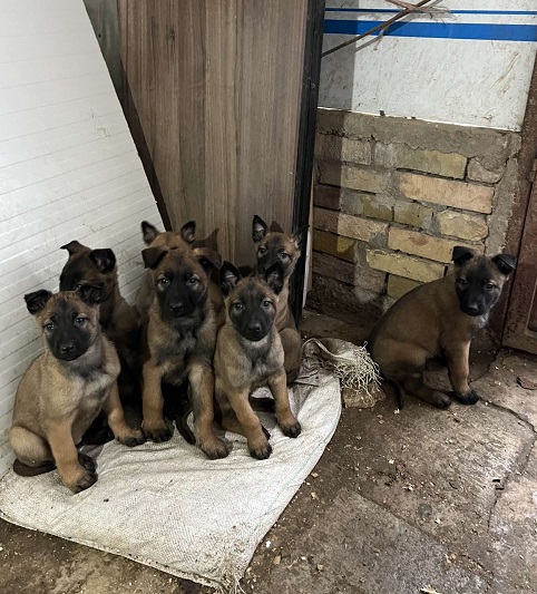 Belgian Malinois