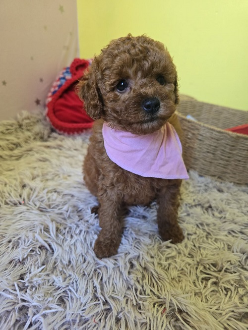 Adorable RED TOY POODLE puppies