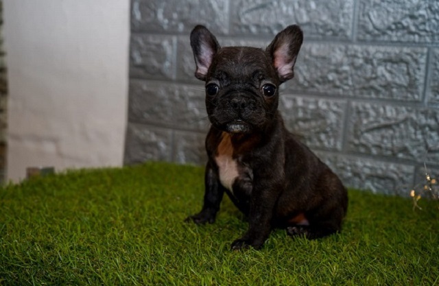 French bulldog