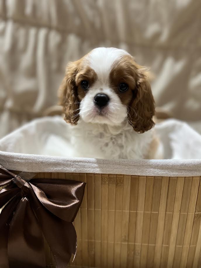 King Charles Cavalier Spaniel