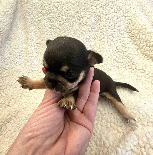 Extra mini CHIHUAHUA