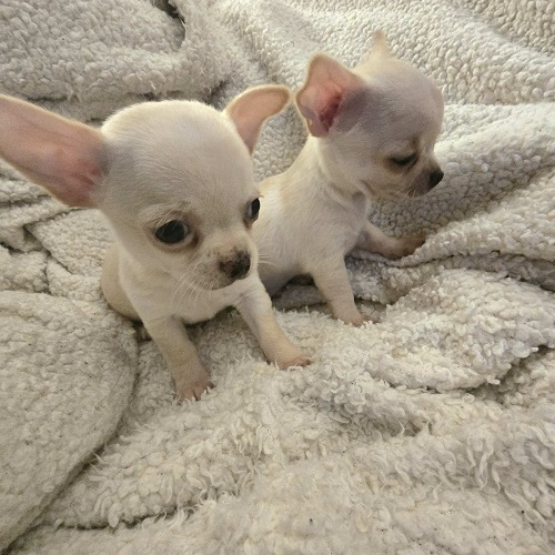 EXTRA mini chihuahua puppies