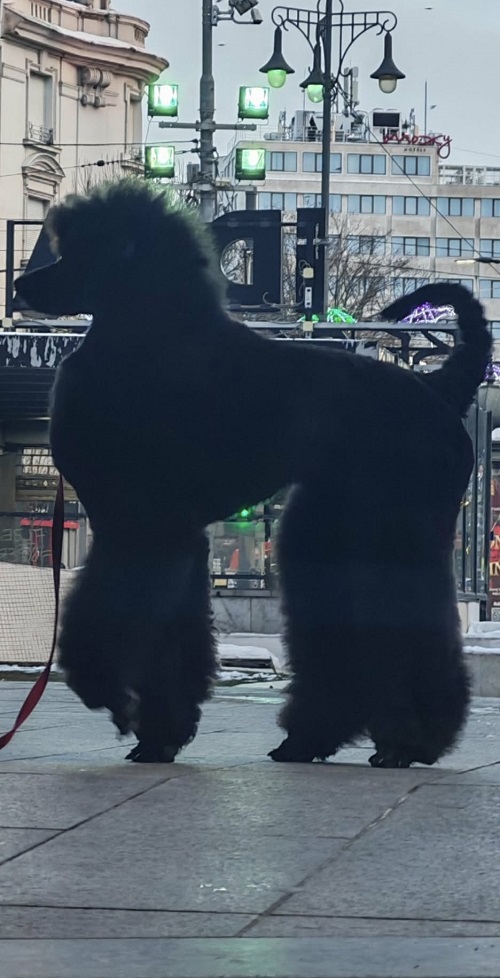 Top litter of LARGE POODLES