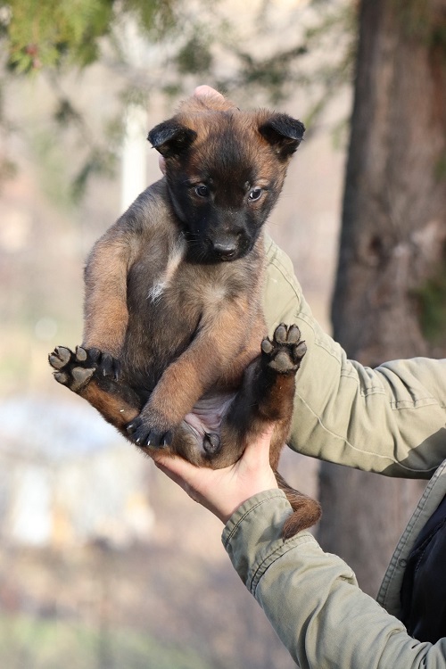 Belgian Malinois