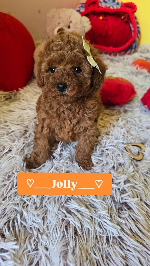 Adorable RED TOY POODLE puppies