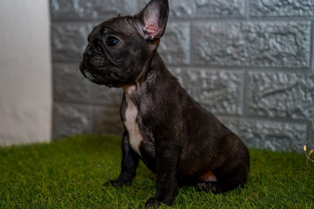 French bulldog