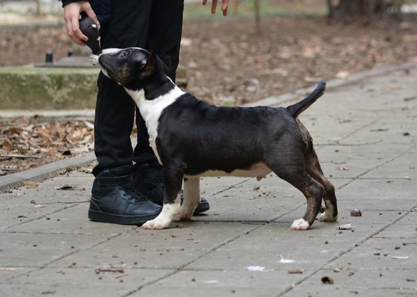Mini bull terrier