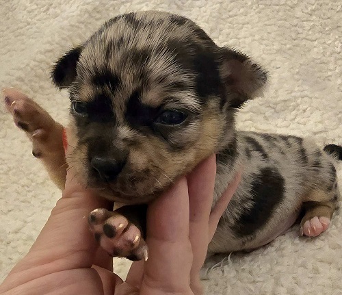 Extra mini CHIHUAHUA