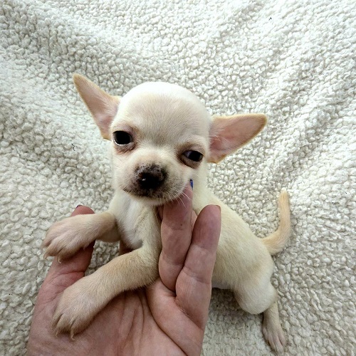 EXTRA mini chihuahua puppies