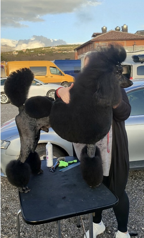 Top litter of LARGE POODLES