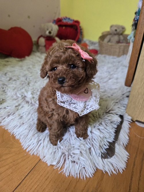 Adorable RED TOY POODLE puppies