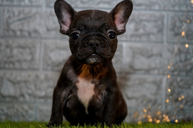 French bulldog