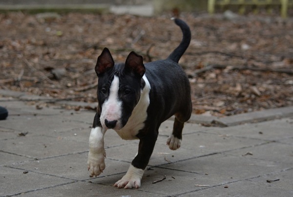 Mini bull terrier
