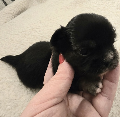 Extra mini CHIHUAHUA