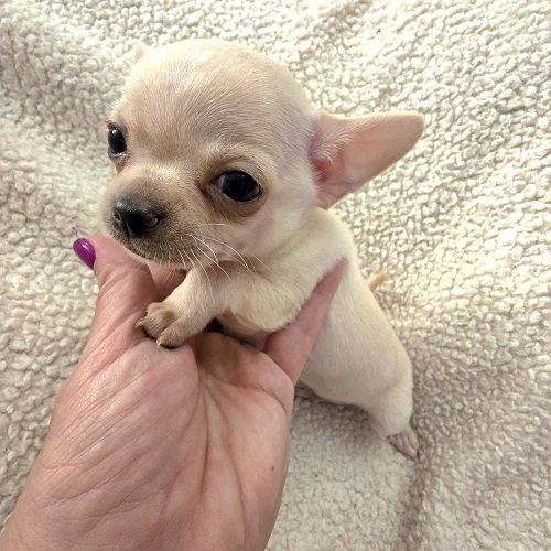 EXTRA mini chihuahua puppies