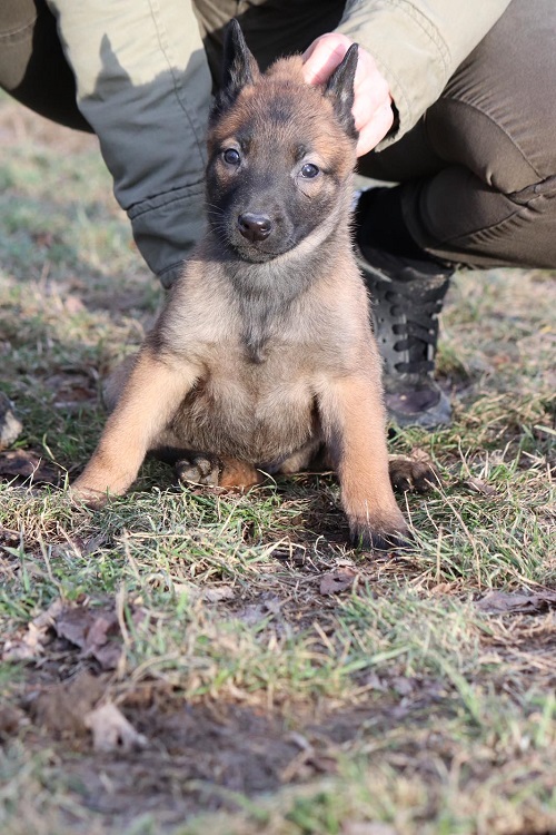 Belgian Malinois
