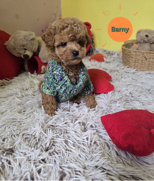 Adorable RED TOY POODLE puppies