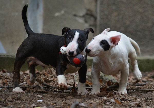 Mini bull terrier
