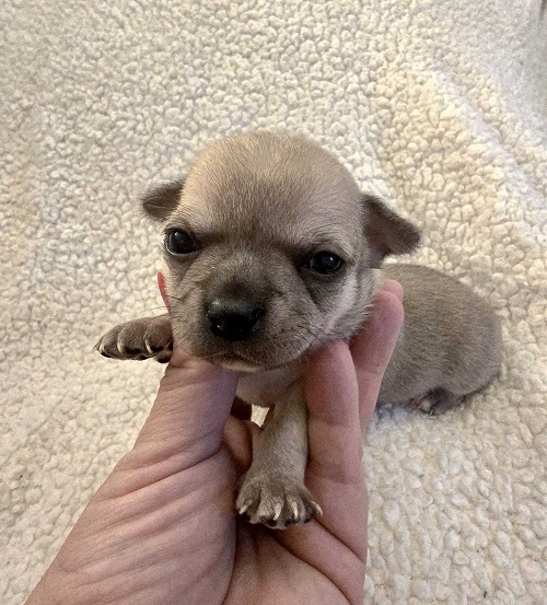 Extra mini CHIHUAHUA