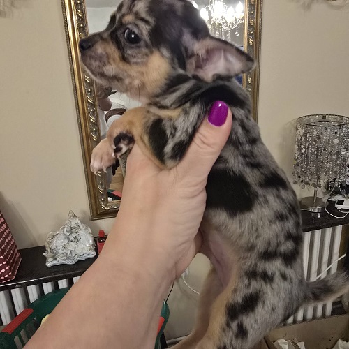 EXTRA mini chihuahua puppies