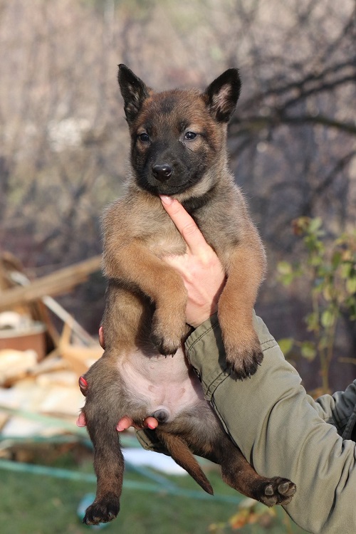 Belgian Malinois