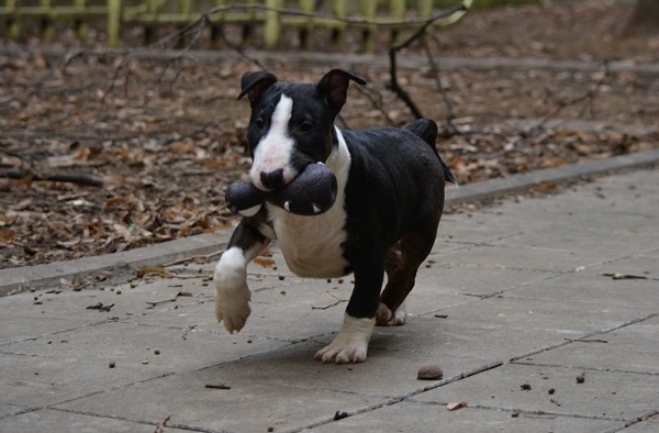 Mini bull terrier