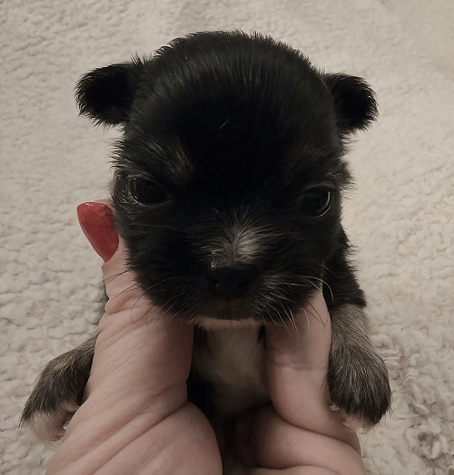 Extra mini CHIHUAHUA