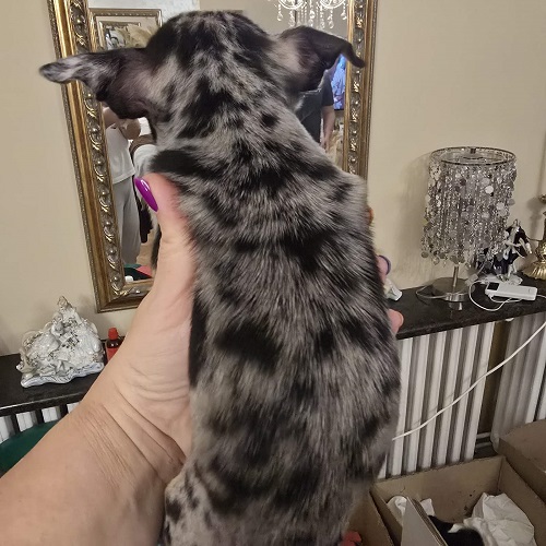 EXTRA mini chihuahua puppies