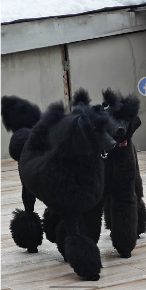 Top litter of LARGE POODLES