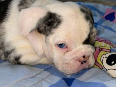 English Bulldog, beautiful puppies