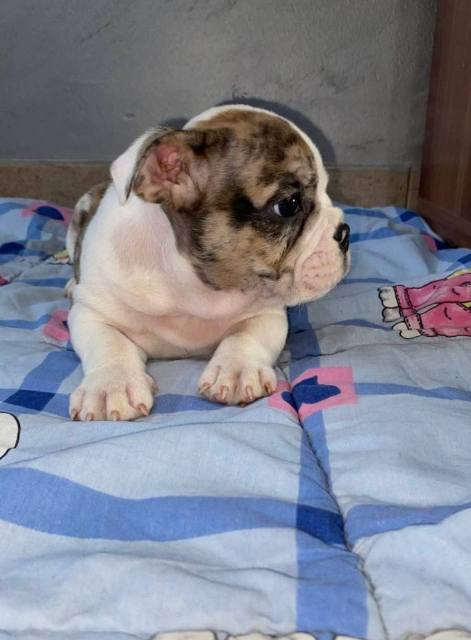 English Bulldog, beautiful puppies