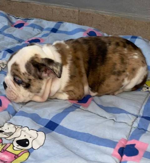 English Bulldog, beautiful puppies