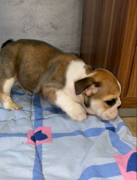 English Bulldog, beautiful puppies