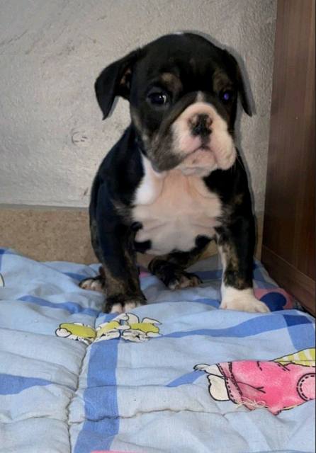 English Bulldog, beautiful puppies