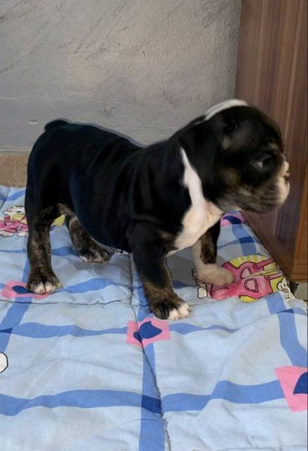 English Bulldog, beautiful puppies